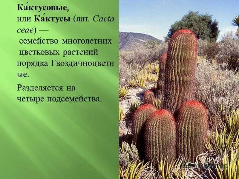 Среднее значение кактуса