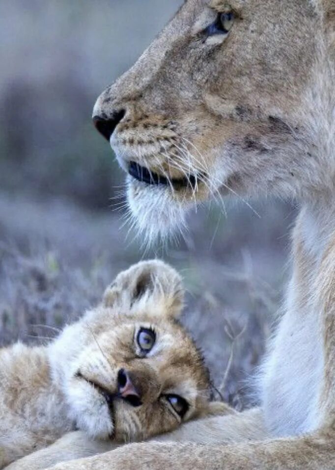 Animal mums. Лев National Geographic. National Geographic фото львы. Lion Cub Roar. Красивые фотографии любви животных.