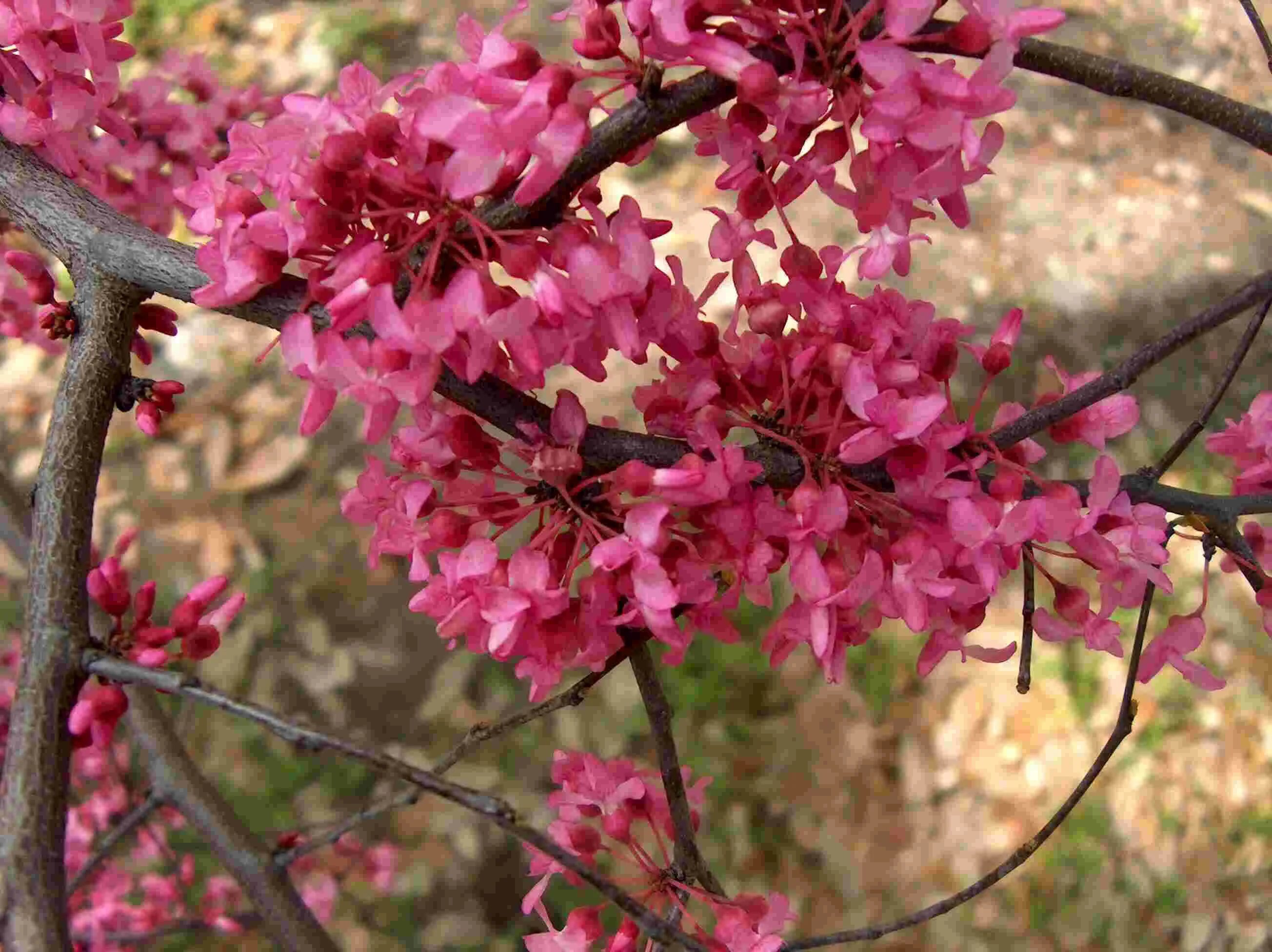 Церцис канадский Cercis canadensis. Церцис канадский (багрянник). Багрянник канадский (Cercis canadensis). Церцис (багряник Европейский, Иудино дерево). Церсис фото