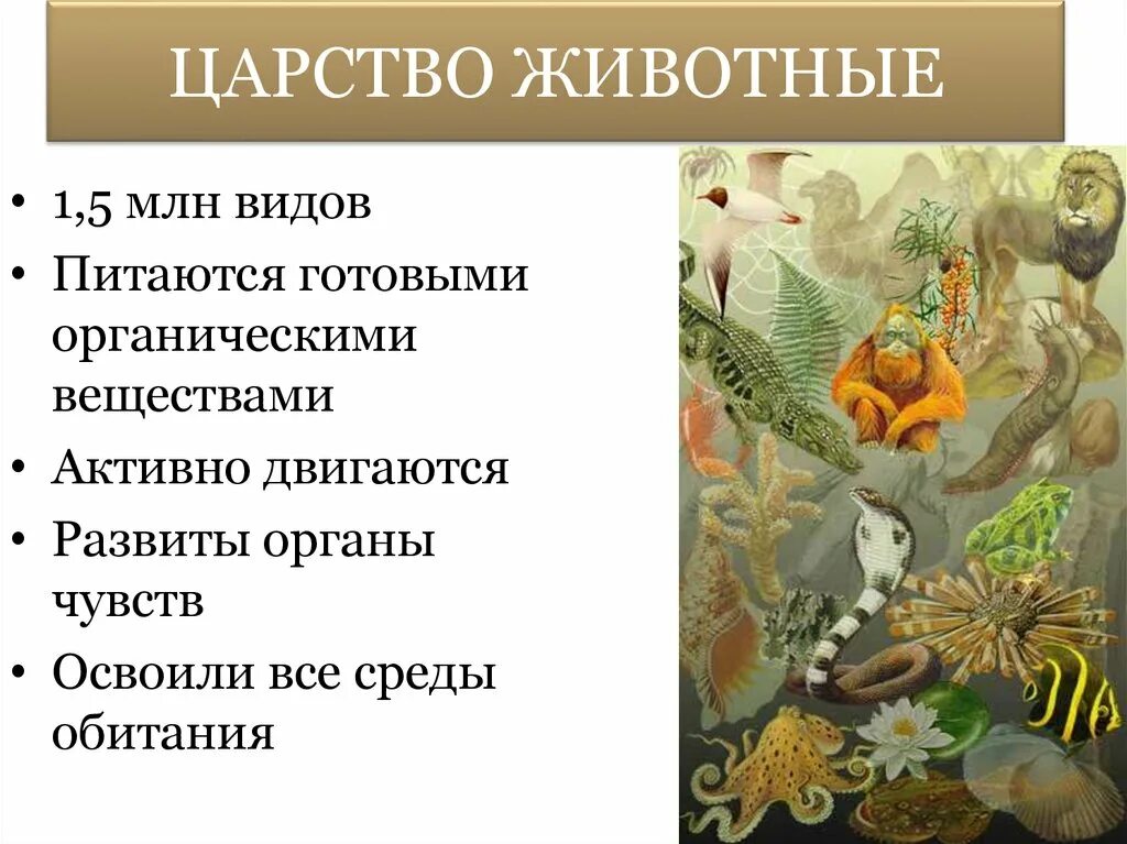 В животном царстве существует несколько веществ. Царство животные. В царстве животных. Человек царство животные. Питаются готовыми органическими веществами, передвигаются.