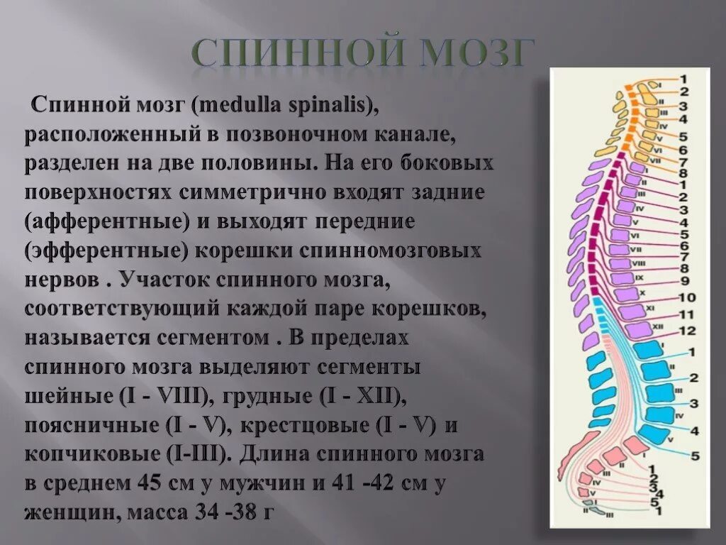 Спинной мозг. Позвоночник канал спинной мозг. Расположение спинного мозга человека. Спинной мозг расположен.