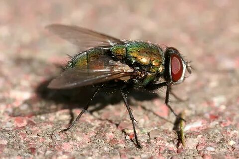 Fly are
