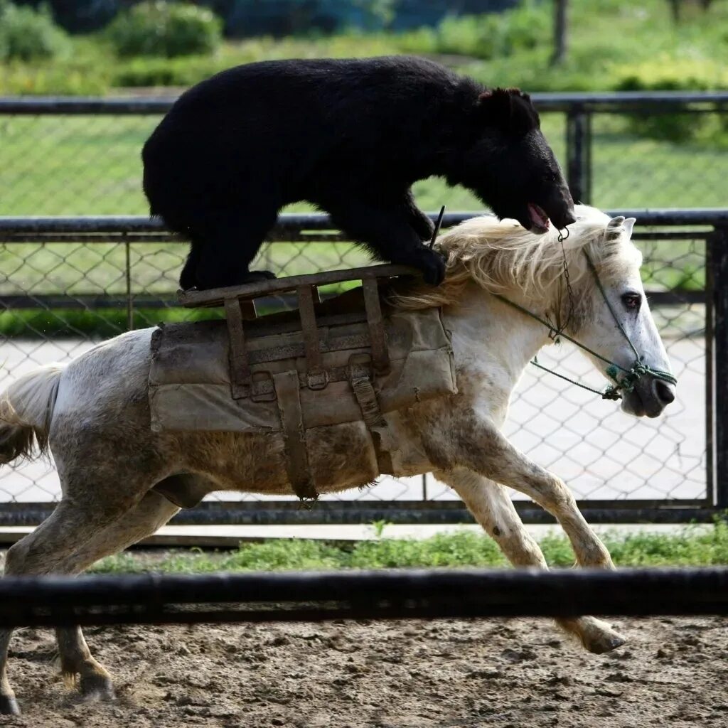 Догнала лошади. Смешной конь. Забавные лошадки. Медведь и лошадь. Лошадь и собака.