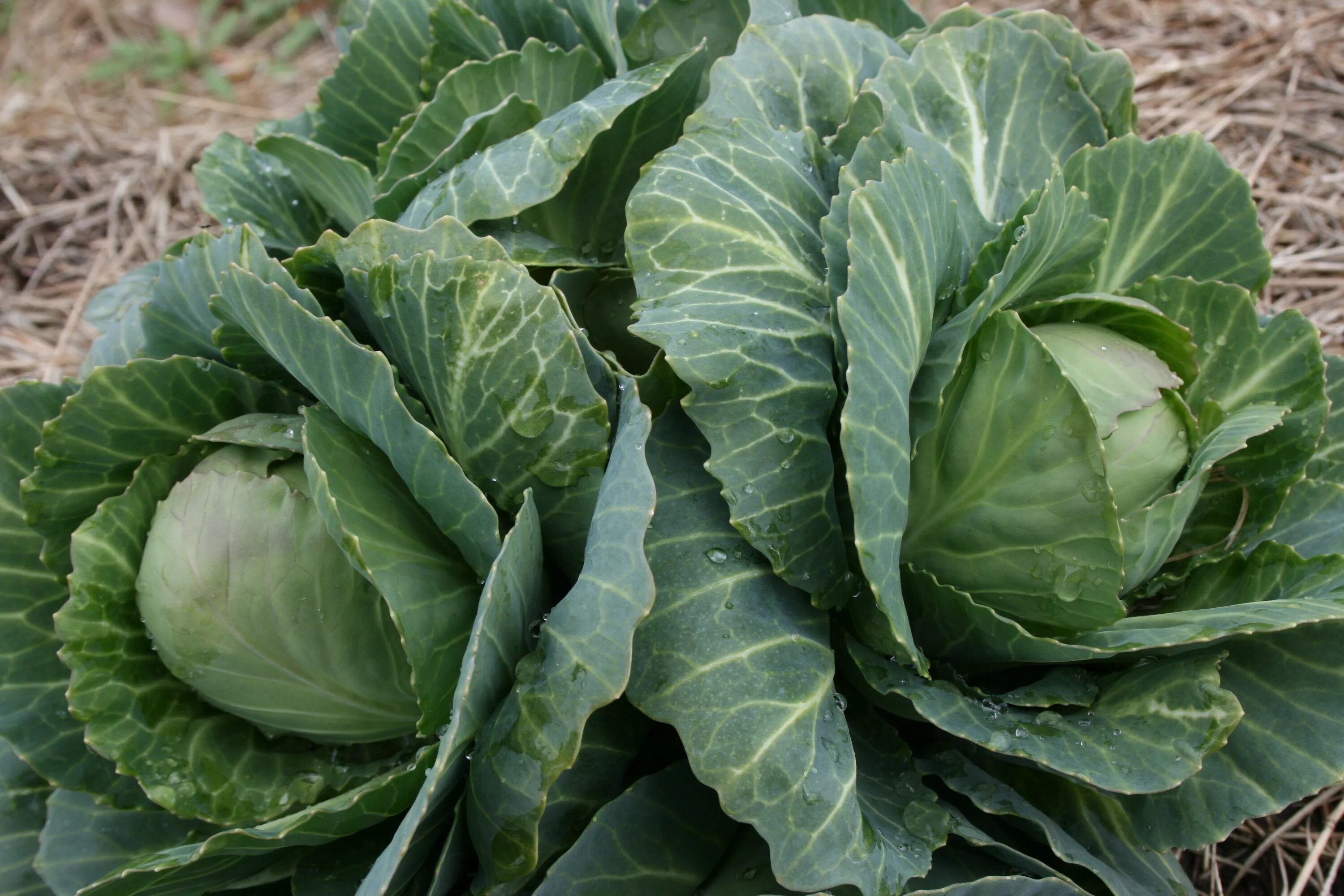 Капуста домашняя фото. Тумачность Кочанов капусты. Brassica oleracea - капуста Огородная. Капуста.Cabbage. Гималайская капуста.
