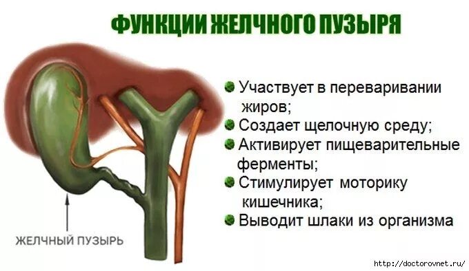 Картинки ПРИЗНАКИ ЗАБОЛЕВАНИЯ ЖЕЛЧНОГО ПУЗЫРЯ У ЖЕНЩИН СИМПТОМЫ