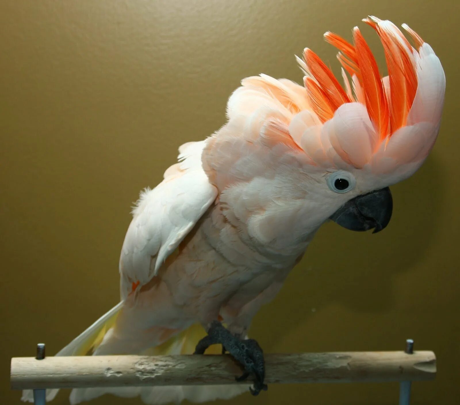 Какаду оранжевый. Попугай Какаду. Молуккский Какаду. Попугай Какаду персиковый. Волнистый попугайчик Какаду.