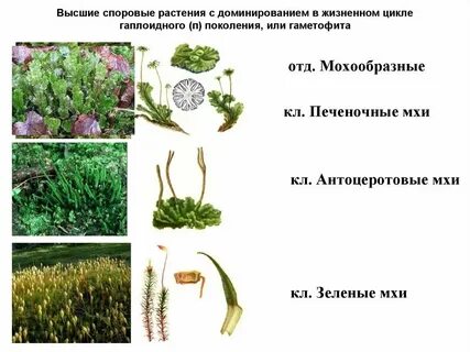 Самыми высокими растениями являются