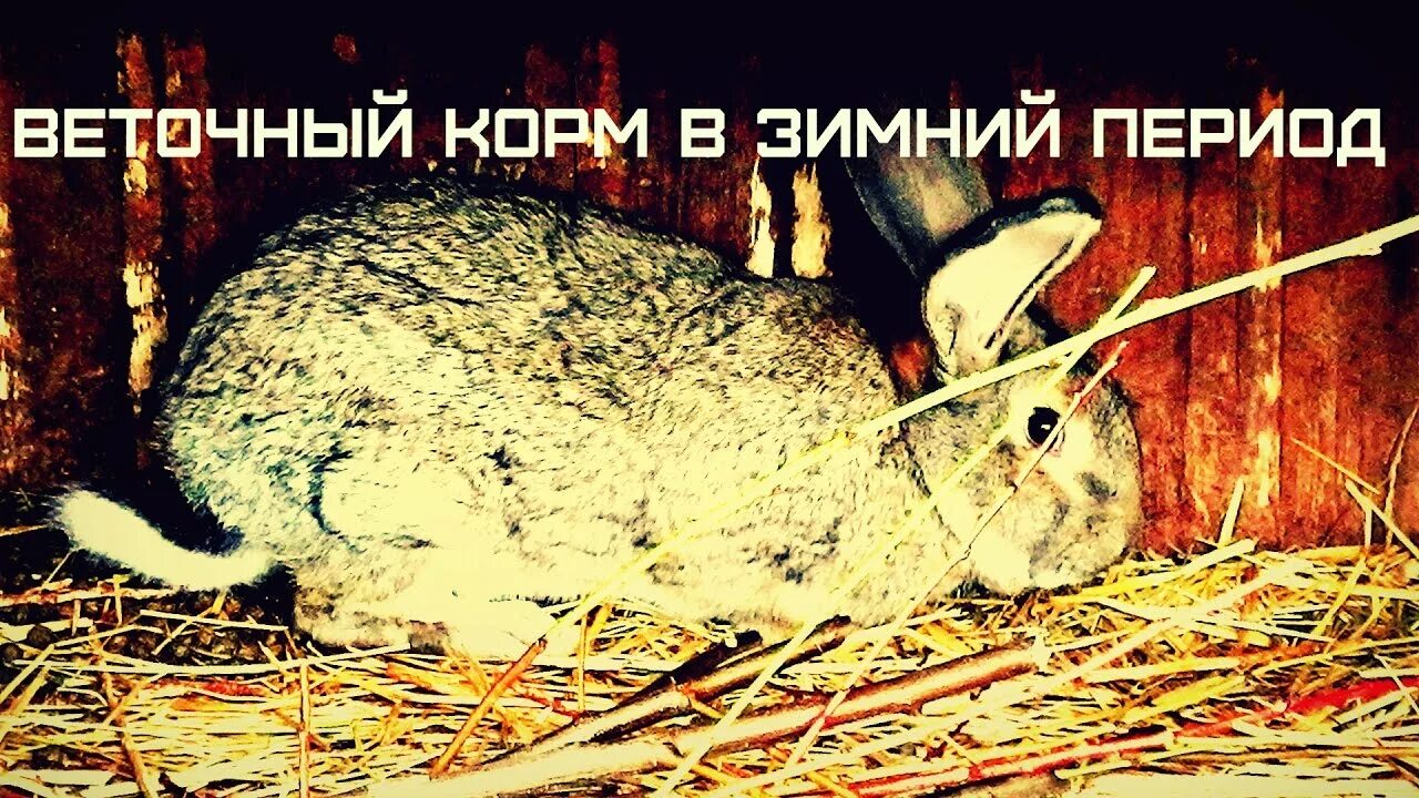 Что едят кролики. Животик слишком много съел и урчит. Чем кормить кролика декоративного список. Черешня кроликам. Черешня кроликам.