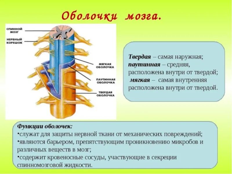 Головной и спинной мозг какая ткань. Оболочки спинного мозга и их функции. функции оболочек спинного мозга таблица. функции оболочек спинного мозга. оболочки спинного мозга анатомия таблица.