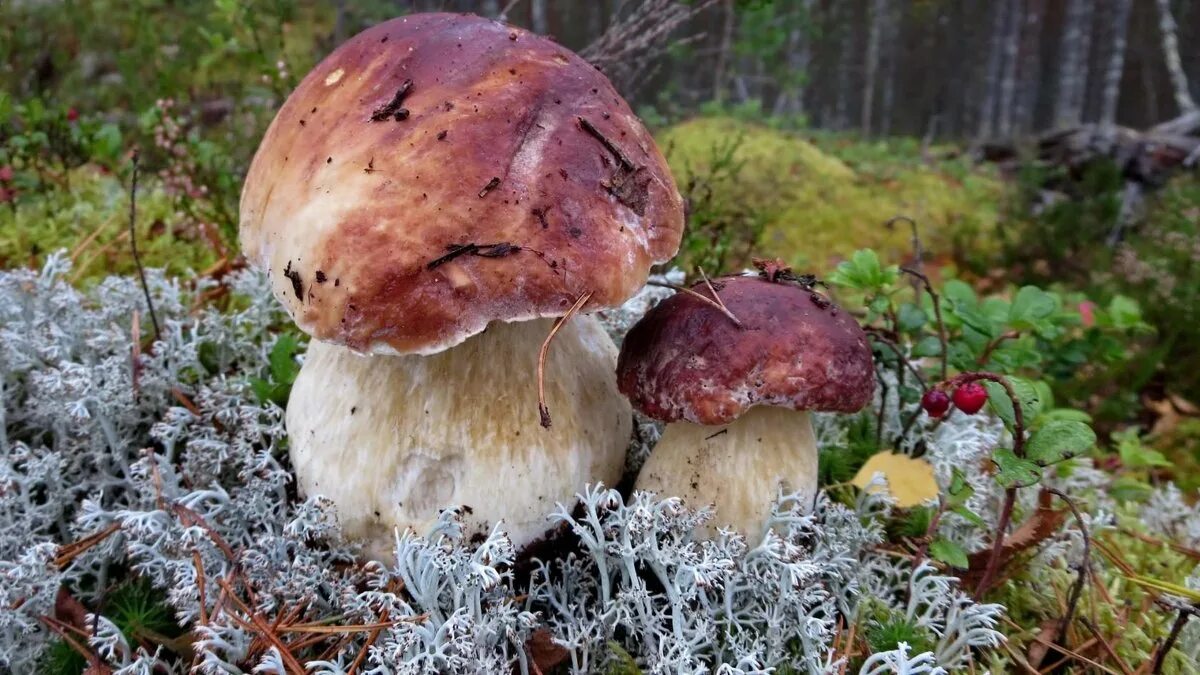 ценный белый гриб. ценный белый гриб. домашние белые грибы. боровики на севере. старый белый гриб.