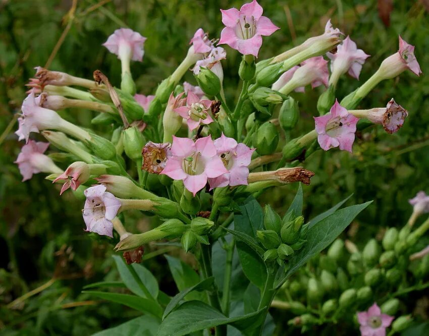 Табак Пасленовые. Растения Nicotiana. Табак Nicotiana. Nicotiana plumbaginifolia.