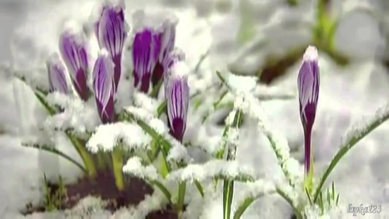 Видео пробуждение природы весной. Пробуждение природы весной.