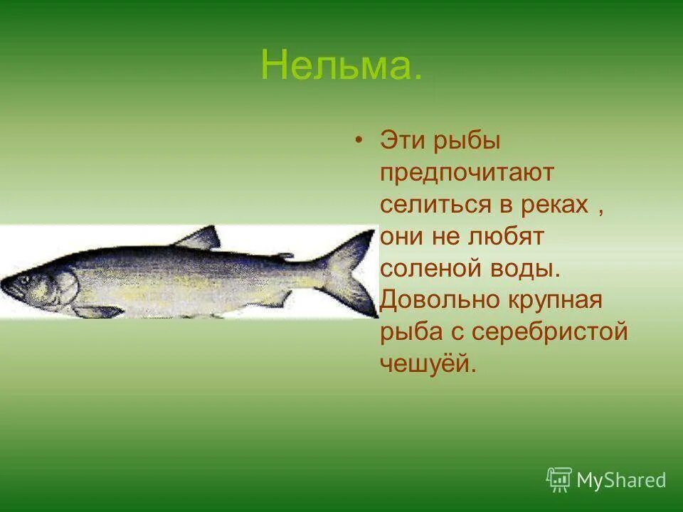 Какая рыба водится в реке оби. Белорыбица Нельма. Рыбы обитающие в ЯНАО. Рыбы ХМАО Югры. Обитатели реки Обь.