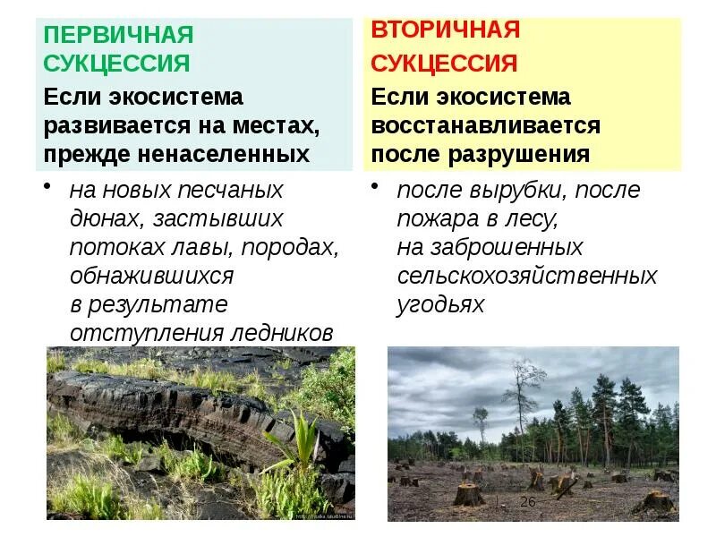 Первичная сукцессия и вторичная сукцессия. Основные особенности первичной сукцессии в природных экосистемах. Основные особенности первичной сукцессии в природных экосистемах. Концепции экологической сукцессии. Сукцессия это в биологии.