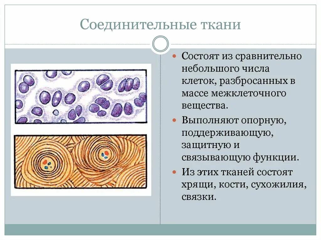 Какие органы входят в соединительную ткань. Строение соединительной ткани животных. Хрящевая и костная соединительная ткань. Межклеточное вещество соединительной ткани. Строение межклеточного вещества соединительной ткани.