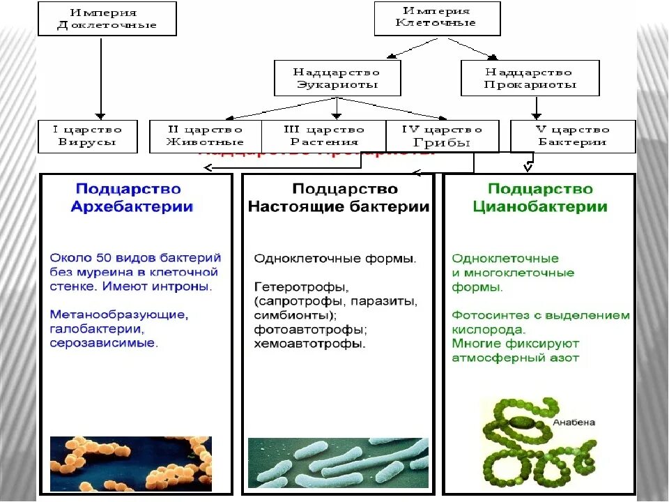 Систематика бактерий таблица с примерами. Классификация царства бактерий таблица. Систематика бактерий схема биология. Основные характеристики царства бактерий.