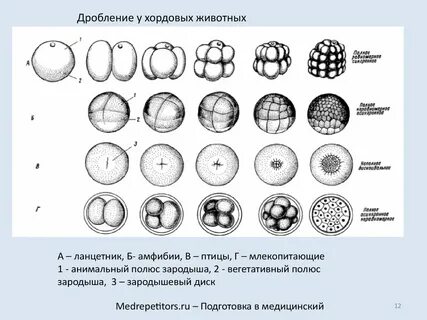 Типы дробления