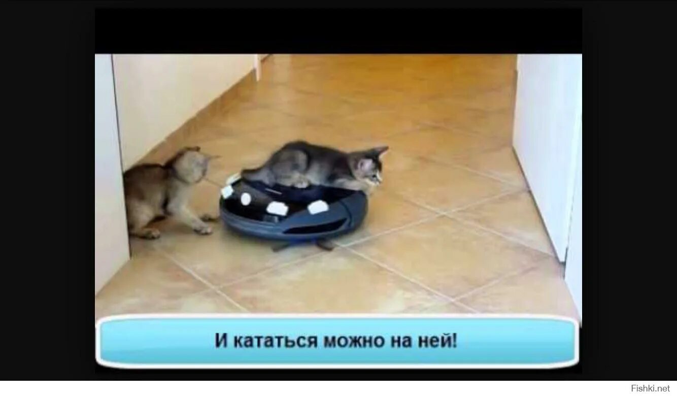 Коты катаются на пылесосе. Кот на роботе пылесосе. кот и робот пылесос прикол. собака катается на роботе пылесосе. кот катается на пылесосе.