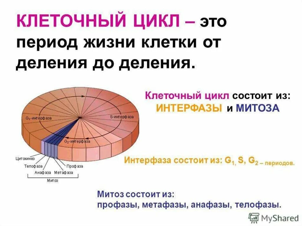 Жизненный цикл клетки состоит из интерфазы. Клеточный цикл. Периоды клеточного цикла. Жизненный цикл клетки схема. Клеточный цикл и его периоды.