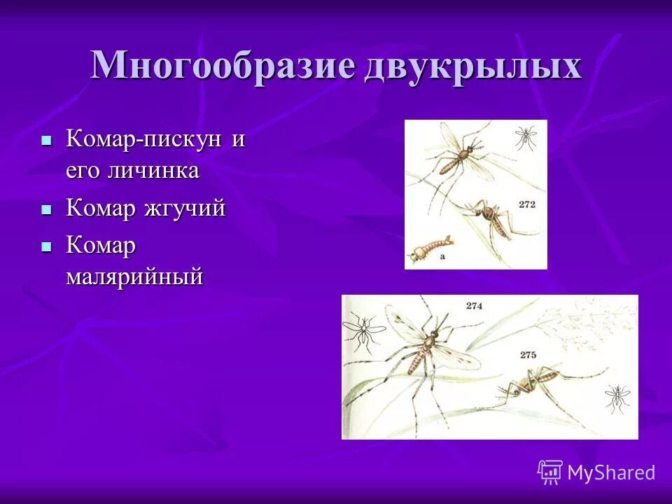 Комар какой отряд. Малярийный комар и пискун. отряд двукрылые комар пискун. комар малярийный отряд. малярийный комар превращение.