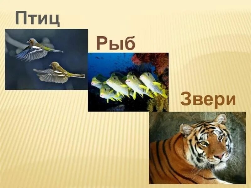 Олимпиады и конкурсы проекта Видеоуроки в интернет для учителей и школьников