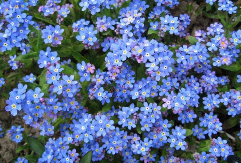 Альпийская Незабудка Блу Болл. Незабудка Альпийская (Myosotis alpestris). Незабудка Садовая голубая многолетняя. Незабудка Альпийская Виктори Роуз. Незабудка посев