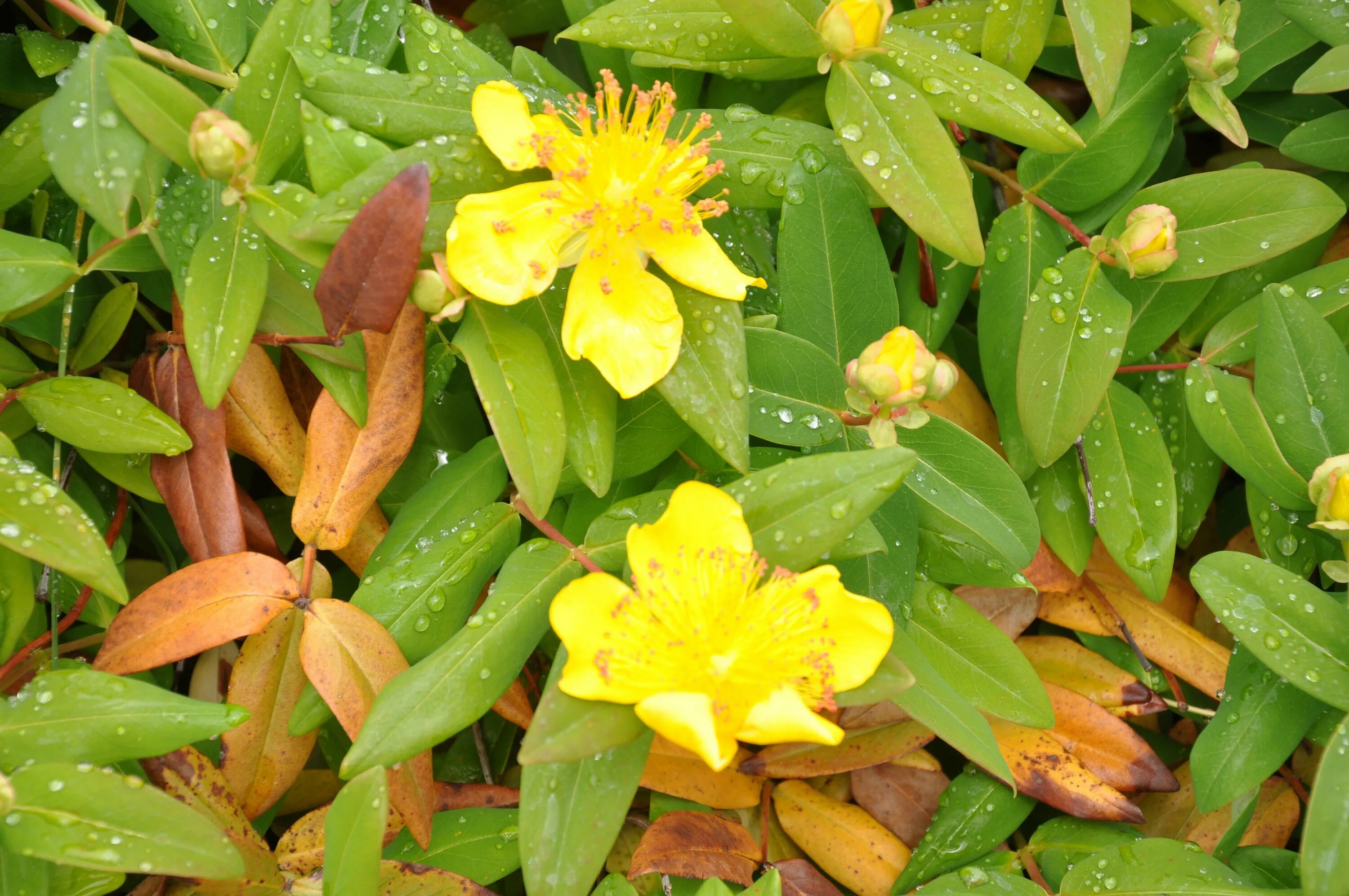 Зверобой 9. Зверобой чашечковый. hypericum calycinum. hypericum moserianum &#039;tricolor&#039;. зверобой китайский.