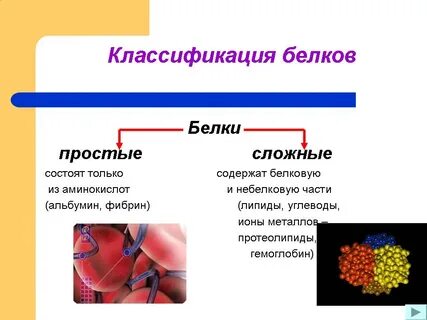 Белки простые и сложные биология