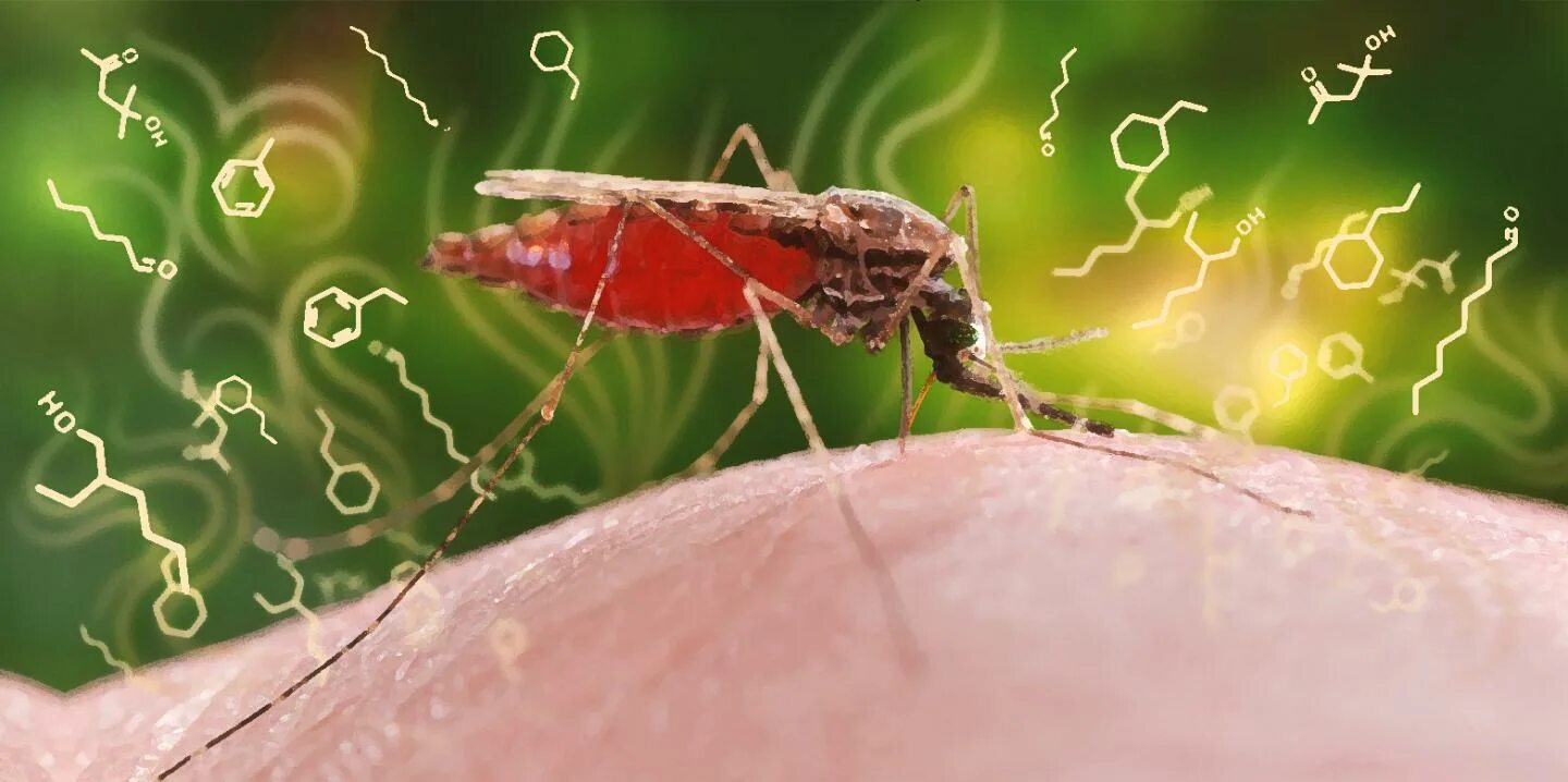 Малярией можно заразиться. Малярийный плазмодий комар. Малярийный комар профилактика. Малярия инфекционные болезни. Борьба с малярийными комарами.