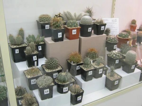 ферокактус херрера. ярмарка кактусов в москве. кактус москва. кактус опунция микс. цветочные горшки для кактусов.