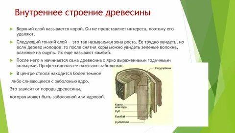 Что такое древесина с точки зрения физики