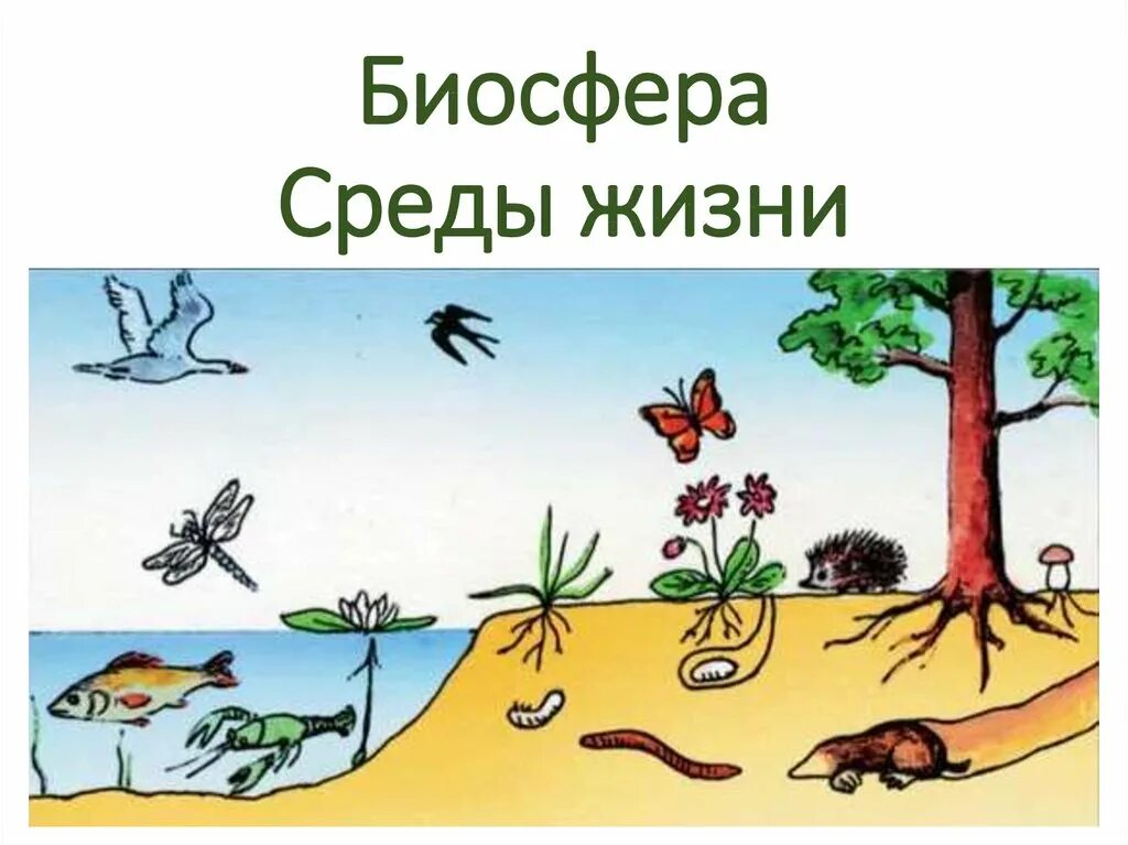 Животные разных сред обитания 5 класс. Среда обитания. среды обитания живых организмов. среды жизни. обитатели разных сред жизни.