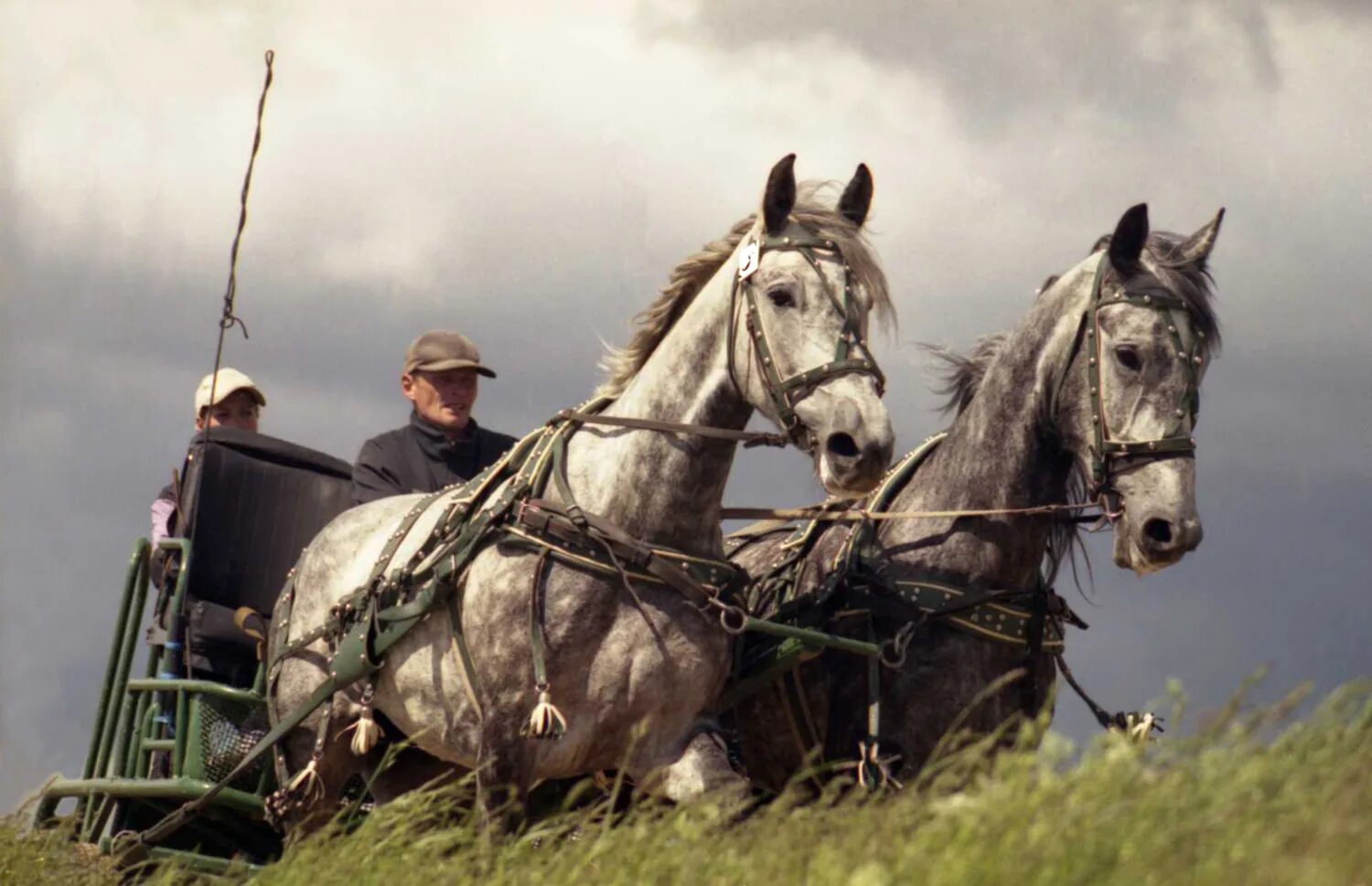 Конкурсы с лошадьми. Лошадь с санями в деревне. Пара лошадей в упряжке. Посиди лошадиный рай. Конкурсы с лошадьми.