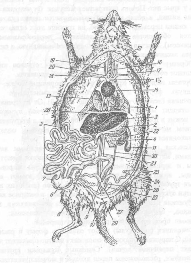 Внутреннее строение ежа. Общая топография внутренних органов крысы. Строение пищеварительной системы крысы. Анатомия крысы пищеварительная система. Пищеварит система крысы.