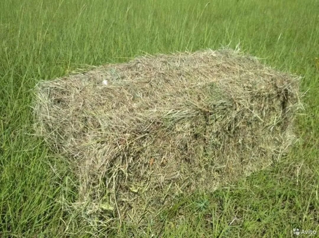 Интересные идеи укладки рулонов сена. Сено 110 тюки 300 кг. Сено зеленое. Солома в рулонах. Суданка в тюках.