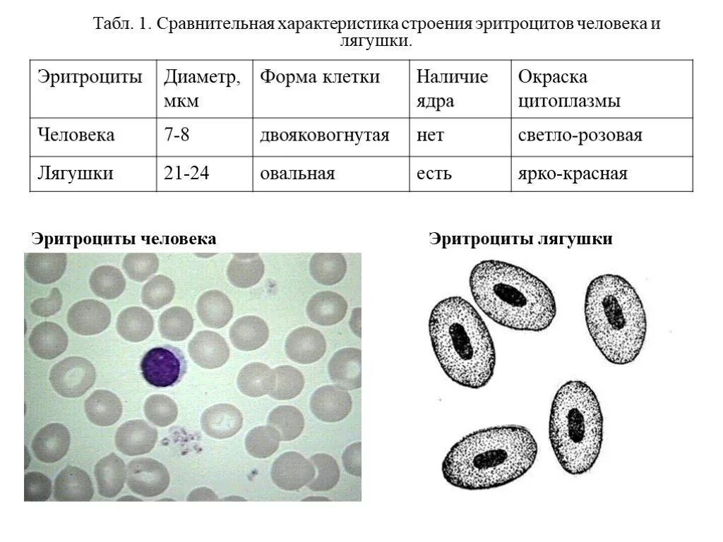 Строение эритроцита человека. Форма клетки эритроцитов человека и лягушки. Строение эритроцита крови лягушки. Форма клетки крови человека и лягушки таблица. Эритроцит лягушки форма и форма ядра.