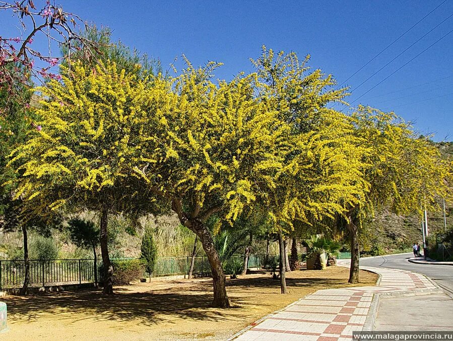 дерево мимозы фото. серебряная акация мимоза. мимоза акация абхазия. серебристая акация абхазия. мимоза дерево.