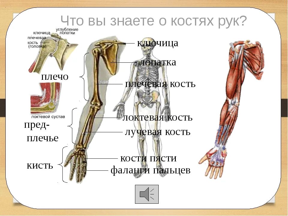 Строение руки человека. Строение человеческой руки. Строение руки человека анатомия. Части руки анатомия человека. Рука человека название