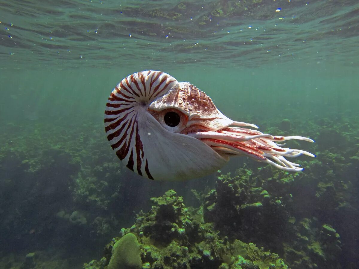 Сообщение удивительные обитатели океана. Наутилус головоногие. Наутилус Помпилиус моллюск. Наутилус Помпилиус Молл. Наутилус головоногий моллюск раковина.