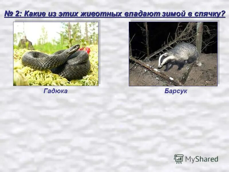 Крот и еж впадают в спячку. Животные которые впадают в спячку зимой. барсук впадает в спячку зимой.