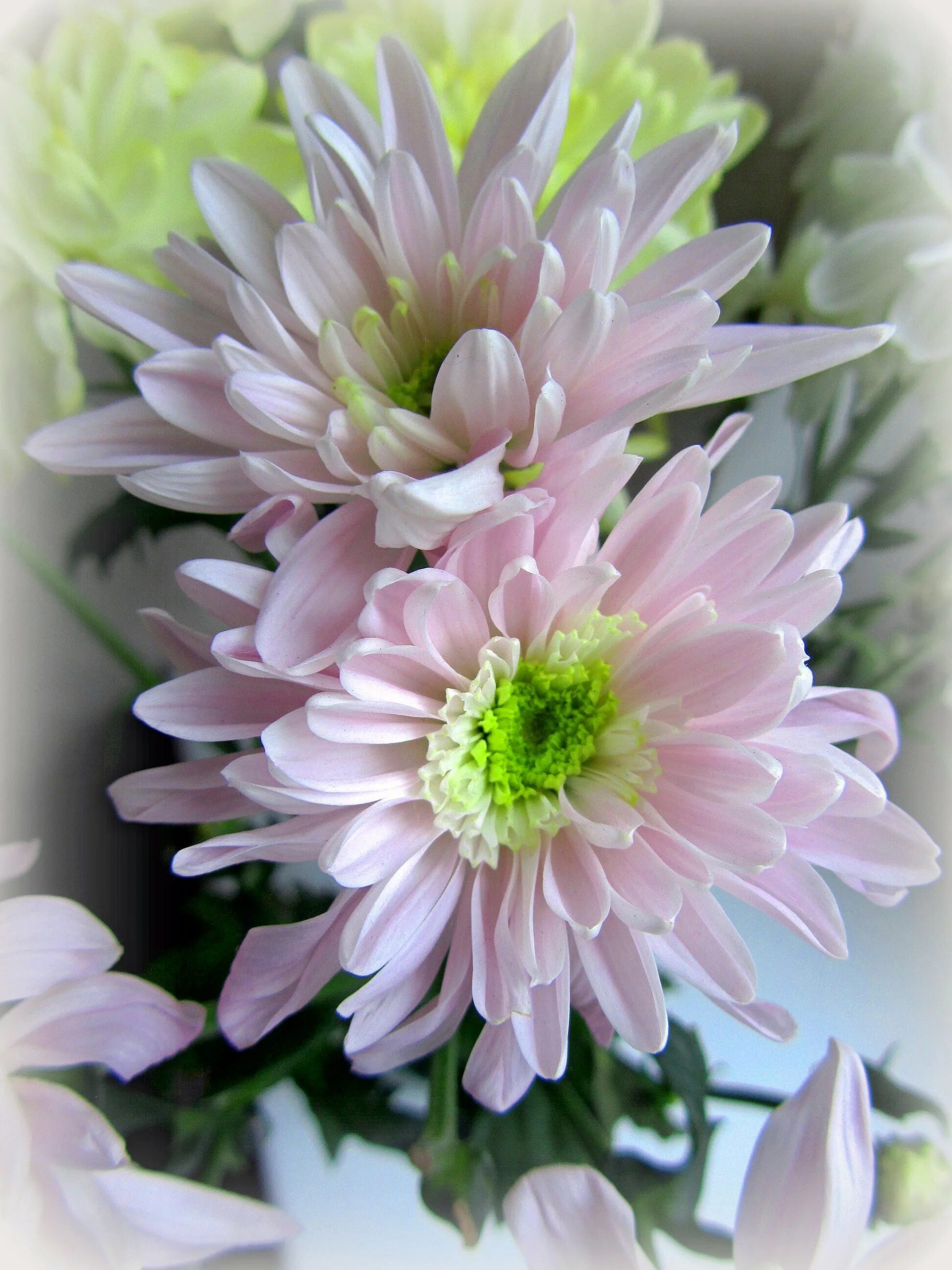 Хризантема белая. Светлые хризантемы. Хризантема эллен еллоу. Хризантема корейская белая ночь. Хризантема байкал.