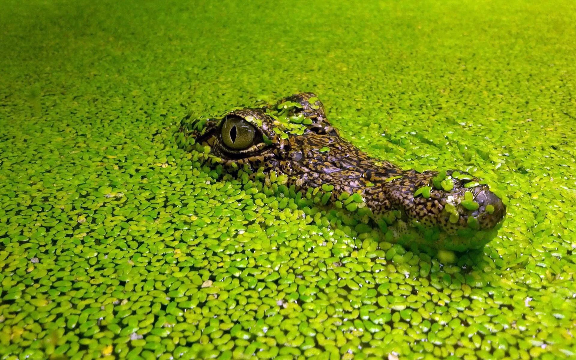 Водоросли лягушка. Ряска это водоросль. Зеленая Ряска. Болото с ряской.