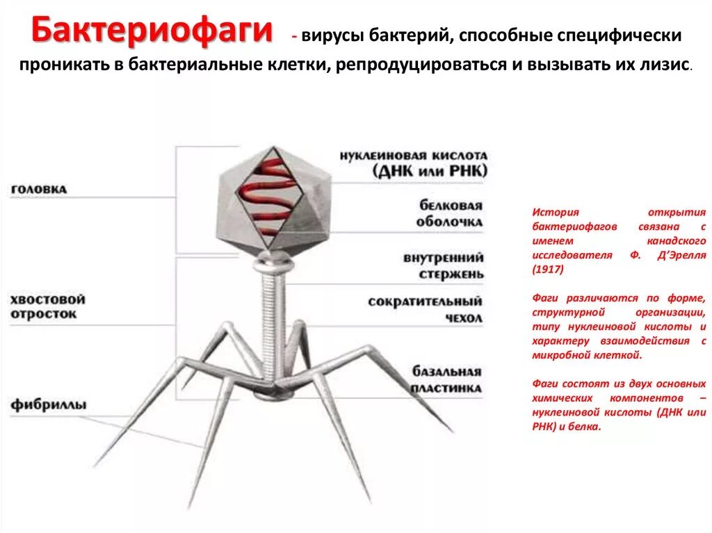 Бактериофагия