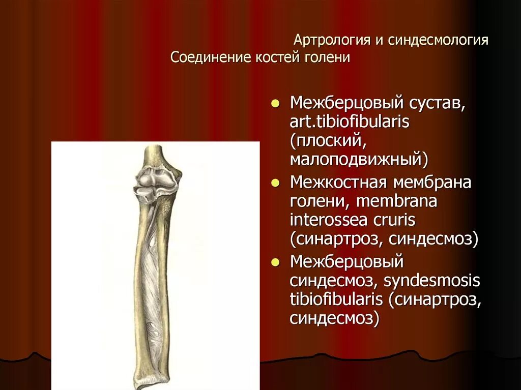 Синдесмология, соединение костей. Синдесмоз синартроз. Синдесмоз голени анатомия. Соединение костей голени.