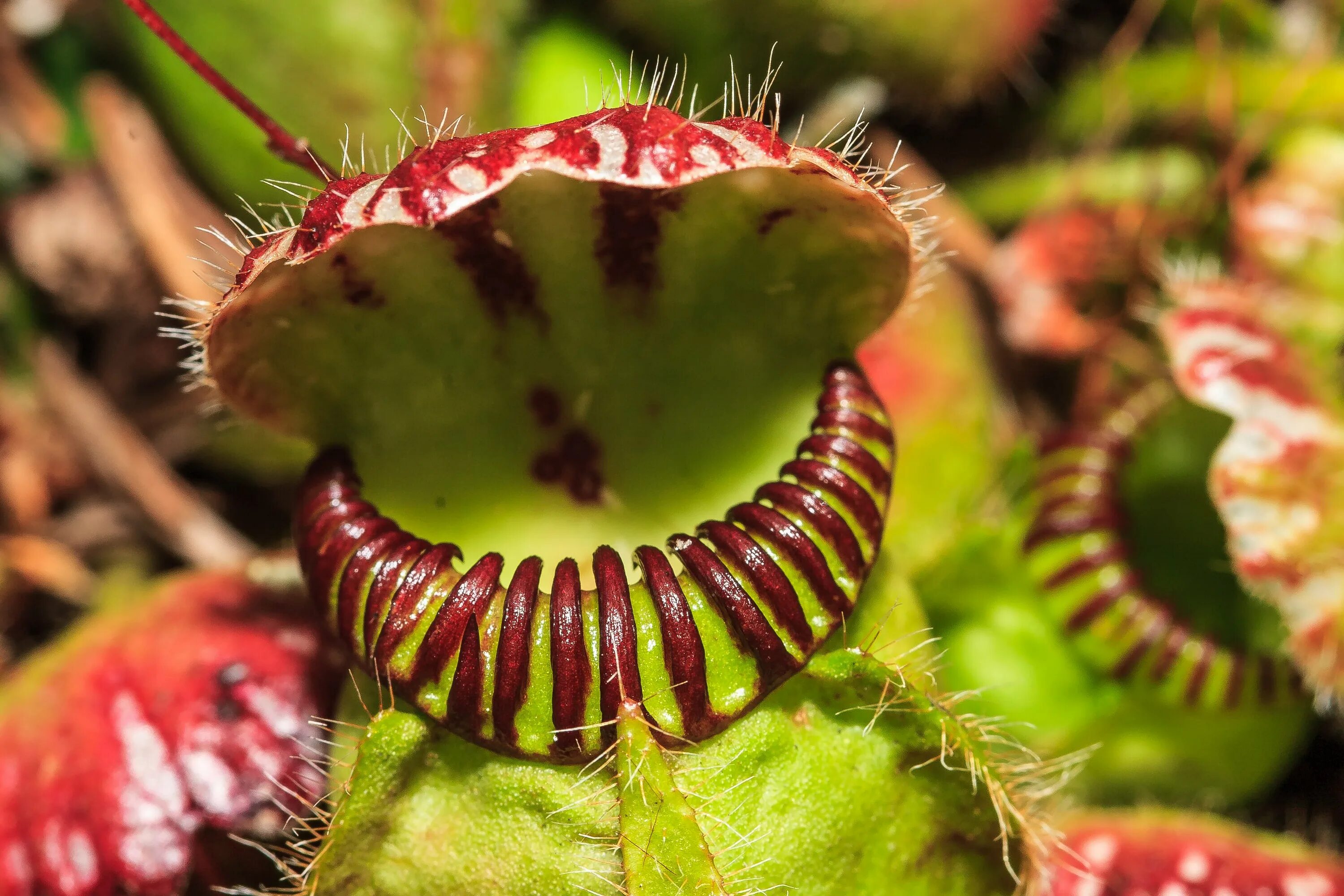 Plants of earth. Plants of earth