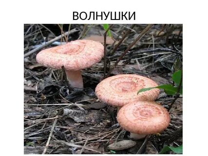 Волнушки и рыжики фото