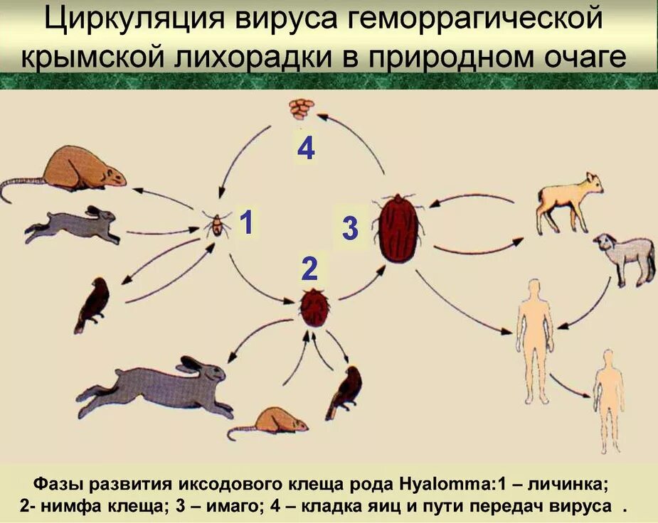 Возбудитель крымской геморрагической лихорадки. Крымская геморрагическая лихорадка симптомы. Возбудитель крымской геморрагической лихорадки. Возбудитель крымской геморрагической лихорадки. Возбудитель крымской геморрагической лихорадки.