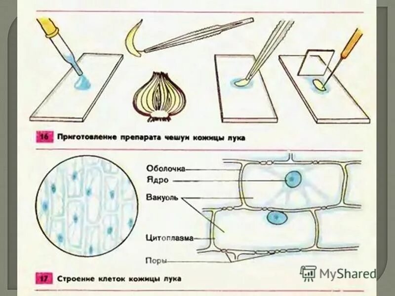Приготовление микропрепарата растений. Инструкции по приготовлению микропрепарата животной клетки. Инструкции по приготовлению микропрепарата животной клетки. Инструкции по приготовлению микропрепарата животной клетки. Строение клетки лука.