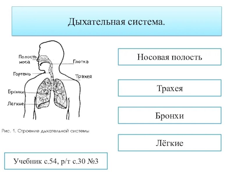 Органы дыхания человека 3 класс окружающий мир. Дыхательная система подпиши органы дыхания. Дыхание схема 3 класс. Дыхательная система органов дыхания 3 класс. Строение дыхательной системы человека 3 класс окружающий мир.
