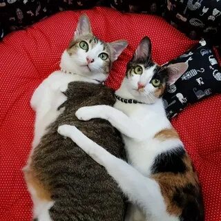 Кот с 2 головами